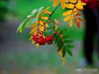 五莲县猪头山度假村有限公司