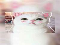 五莲县猪头山度假村有限公司