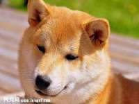 五莲县猪头山度假村有限公司