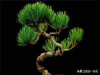 五莲县猪头山度假村有限公司